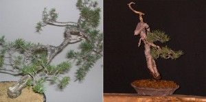 trabajos_pino_silvestris_iii