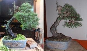 trabajos_pino_silvestris_vi